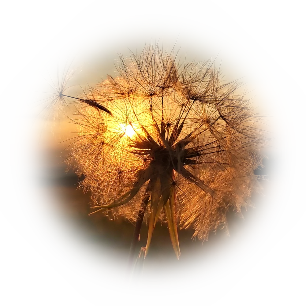 Pusteblume