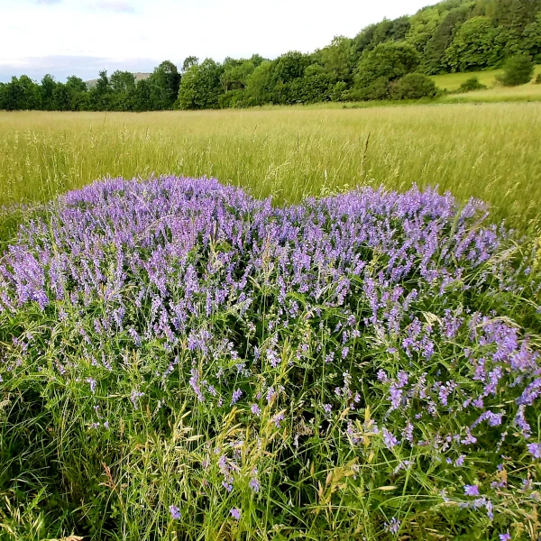 Kraftplatzreise – Reisebericht: Blumenherz